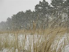 Schneegestöber (Februar 2018)