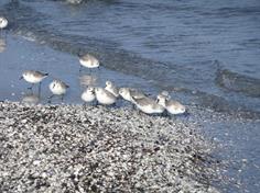 Sanderlinge, häufige unterhaltsame Besucher am Winterstrand (Januar 2012)