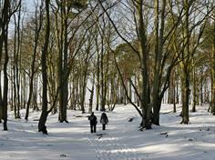 Winterspaziergang im Darsser Wald (März 2018)