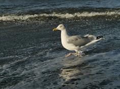 Am Strand östlich von Zingst (OKtober 2018)