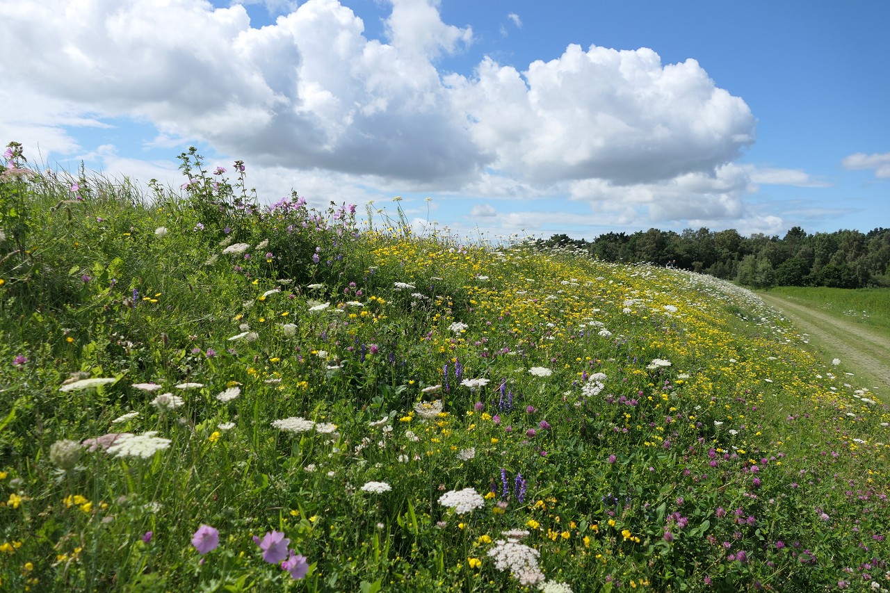 blühender Boddendeich am Gänsebrink Richtung Müggenburg