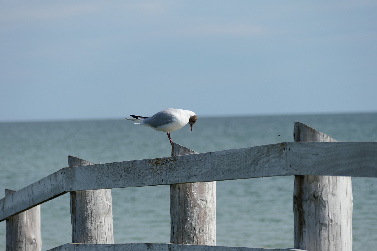 Möwe an der Feuerstellung