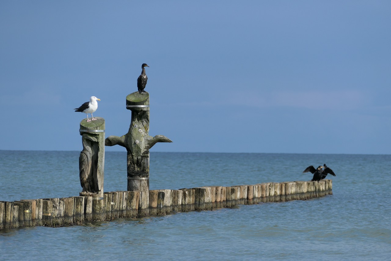 Komoran und Möwe Feuerstellung