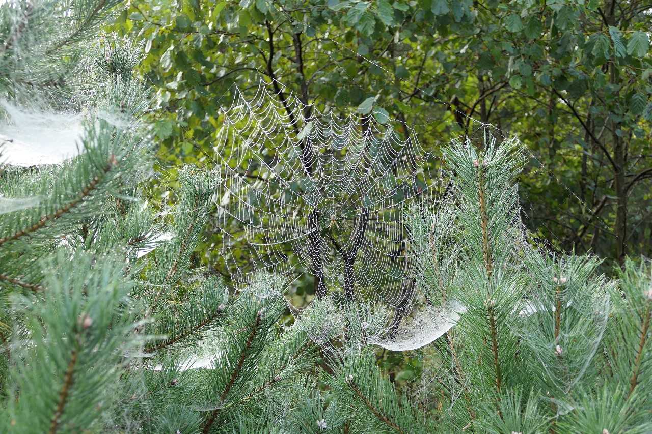 Herbst am Darsser Ort