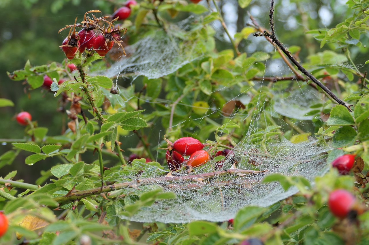 Herbst am Darsser Ort