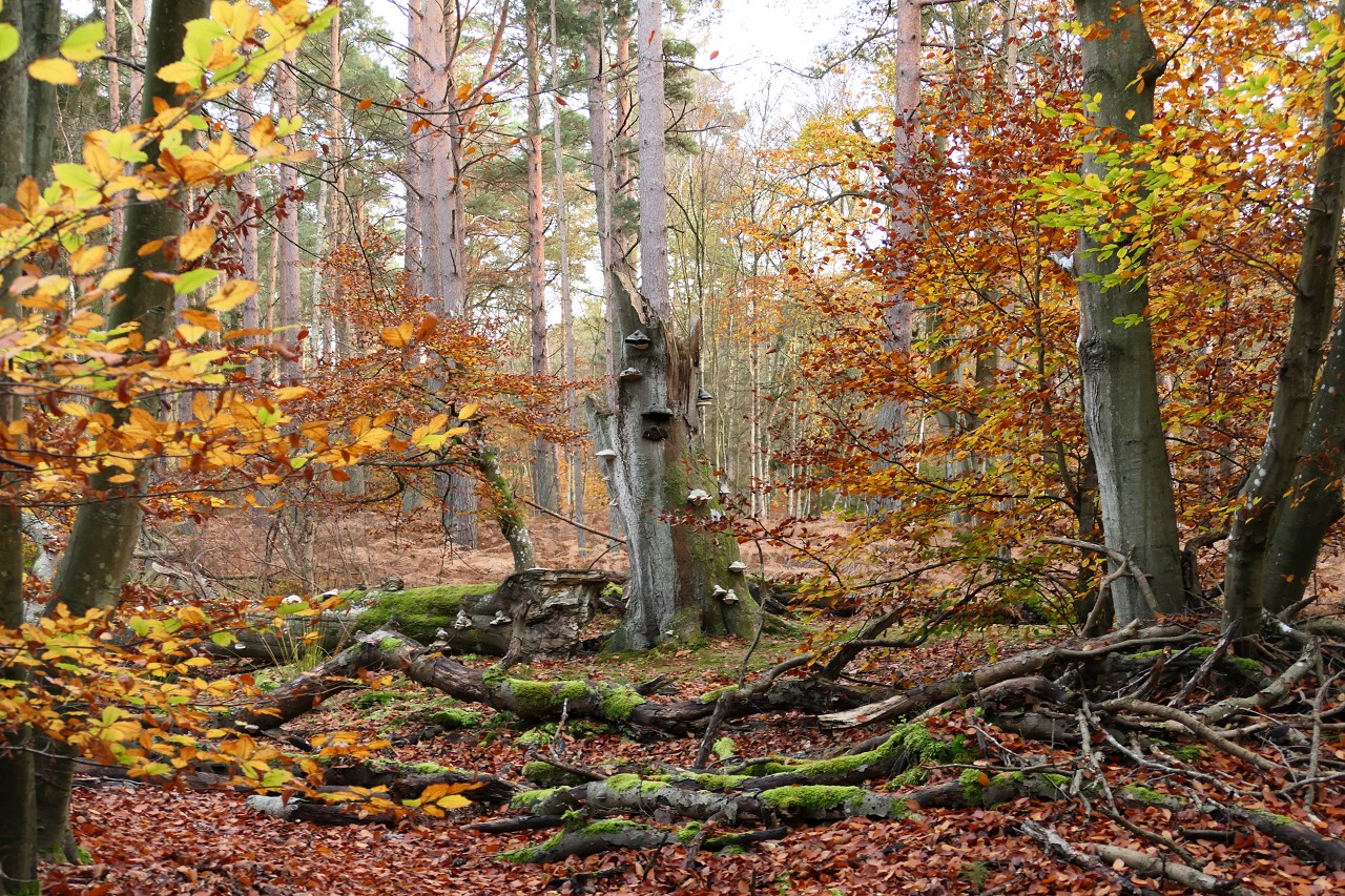 Darsser Wald